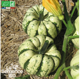 COURGE Sweet Dumpling Patidou - Graines Bio