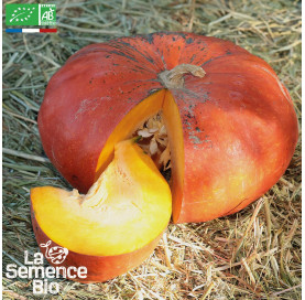 POTIRON rouge Vif d'Etampes Bio