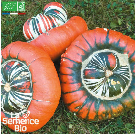 COURGE Giraumon Turban - Graines Bio