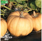 COURGE Carat - Graines Bio