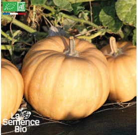 COURGE Carat - Graines Bio