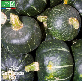 COURGE Buttercup - Graines Bio
