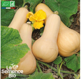 COURGE musquée Butternut - Graines Bio