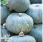 COURGE POTIRON bleu de Hongrie - Graines Bio
