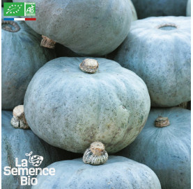 COURGE POTIRON bleu de Hongrie - Graines Bio