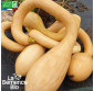 COURGE  Tromba d\'Albenga - Graines Bio