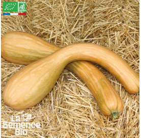 COURGE longue de Nice - Graines Bio