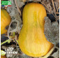 COURGE Sucrine du Berry - Graines Bio