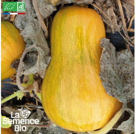 COURGE Sucrine du Berry - Graines Bio