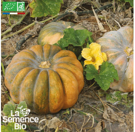 COURGE Musquée de Provence ou Muscade - Graines Bio