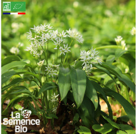 Photo d'AIL DES OURS  - La Semence Bio