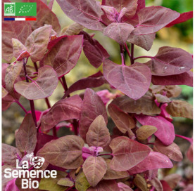 Photo d'ARROCHE rouge - La Semence Bio