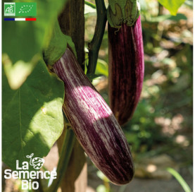 Photo d'AUBERGINE Tsakoniki - La Semence Bio