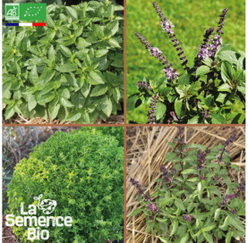 Photo de BASILICS en mélange - La Semence Bio