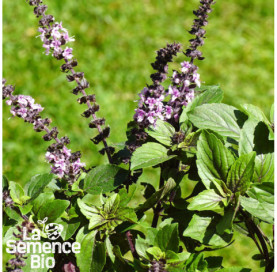 Plant à maturité de BASILICS en mélange - La Semence Bio