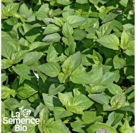 Plant à maturité de BASILICS en mélange - La Semence Bio