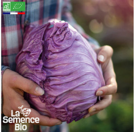 Photo de CHOU rouge pointu Kalibos - La Semence Bio