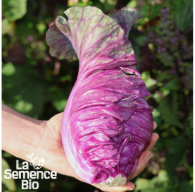 Récolte de CHOU rouge pointu Kalibos - La Semence Bio