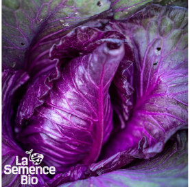 Gros plan de CHOU rouge pointu Kalibos - La Semence Bio