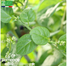 Photo d'ÉPINARD Baselle ou Épinard de Malabar - La Semence Bio