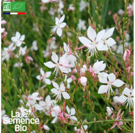 Photo de GAURA de Lindheimer - La Semence Bio