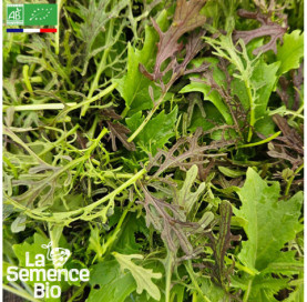 Photo de JEUNES POUSSES en mélange Mizuna - La Semence Bio