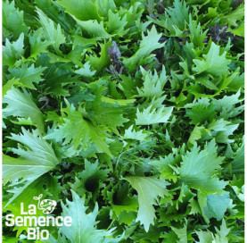 Plant à maturité de JEUNES POUSSES en mélange Mizuna - La Semence Bio