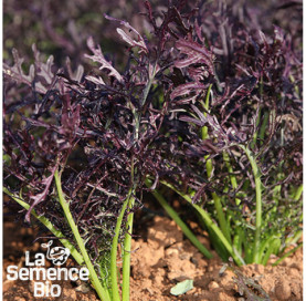 Plant à maturité de JEUNES POUSSES en mélange Mizuna - La Semence Bio