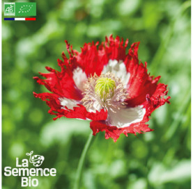 Photo de PAVOT Danish Flag - La Semence Bio