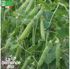 Photo de POIS à écosser à rame Précoce de Mai - La Semence Bio