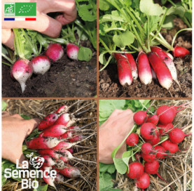 Photo de RADIS en mélange - La Semence Bio