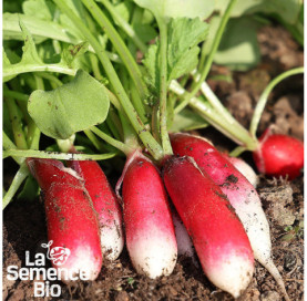 Plant à maturité de RADIS en mélange - La Semence Bio