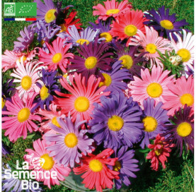 Photo de REINE MARGUERITE en mélange - La Semence Bio