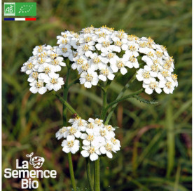 Photo d'ACHILLÉE millefeuille - La Semence Bio