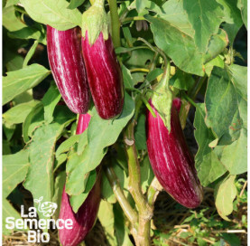 Plant à maturité d'AUBERGINE Tsakoniki - La Semence Bio
