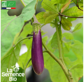 Photo d'AUBERGINE Violette de Toulouse - La Semence Bio