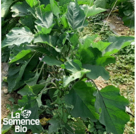 Jeune plant d'AUBERGINE Black Beauty - La Semence Bio