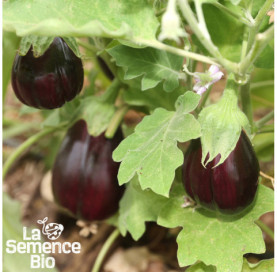 Plant à maturité d'AUBERGINE Black Beauty - La Semence Bio