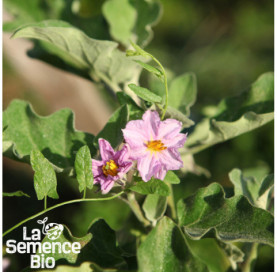 Fleur d'AUBERGINE Black Beauty - La Semence Bio