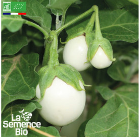 Photo d'AUBERGINE Blanche ronde à uf - La Semence Bio