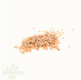 Graines d'AUBERGINE Blanche ronde à uf - La Semence Bio