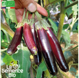 Photo d'AUBERGINE Little Finger - La Semence Bio