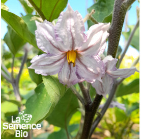 Fleur d'AUBERGINE Little Finger - La Semence Bio