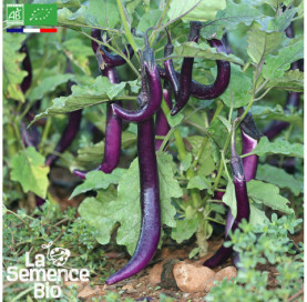 Photo d'AUBERGINE Japanese Pickling - La Semence Bio