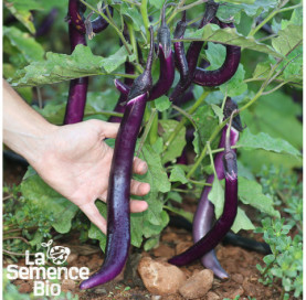 Plant à maturité d'AUBERGINE Japanese Pickling - La Semence Bio