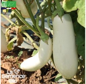 Photo d'AUBERGINE longue blanche - La Semence Bio