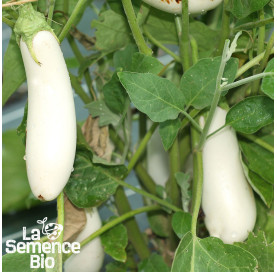 Plant à maturité d'AUBERGINE longue blanche - La Semence Bio