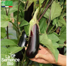 Photo d'AUBERGINE de Barbentane - La Semence Bio