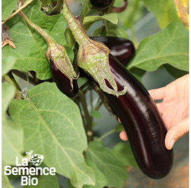 Récolte d'AUBERGINE de Barbentane - La Semence Bio