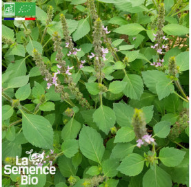 Photo de BASILIC sacré ou Tulsi - La Semence Bio
